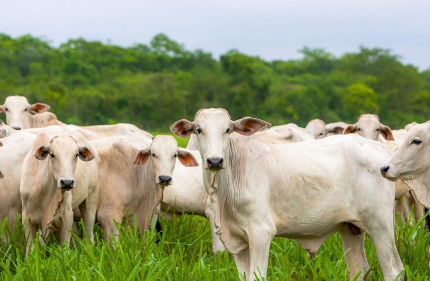 Nova ação impulsiona pecuária sustentável e inovação no campo em Porto Velho