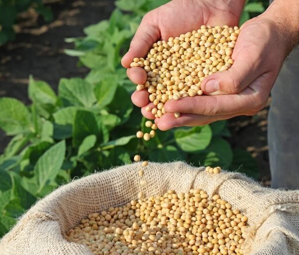 Vazio sanitário da soja começa em Rondônia e proíbe cultivo até setembro