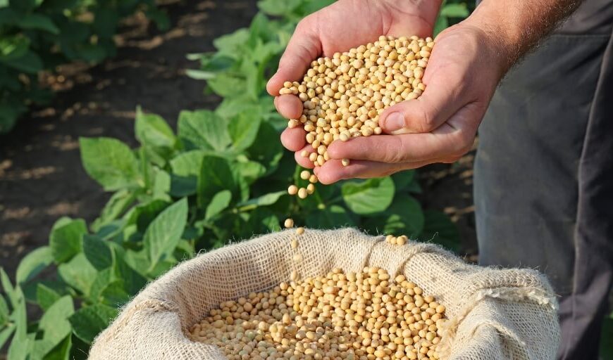 Vazio sanitário da soja começa em Rondônia e proíbe cultivo até setembro