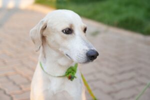 Lealdade comove Porto Velho: cão espera tutor morto&hellip;