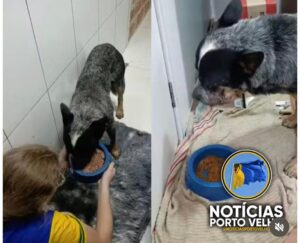 Homem é condenado por atacar cachorro com roçadeira&hellip;