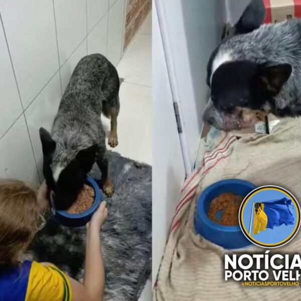 Homem é condenado por atacar cachorro com roçadeira em Rondônia