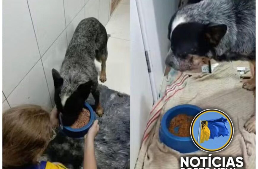 Homem é condenado por atacar cachorro com roçadeira em Rondônia