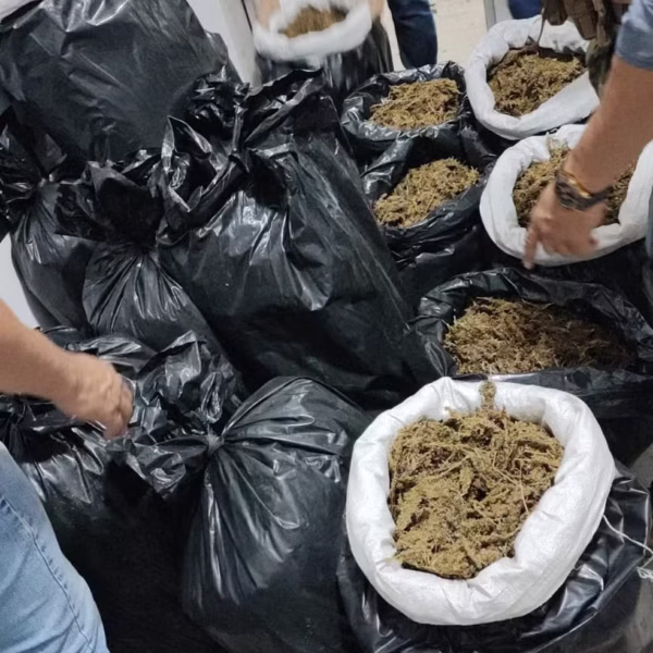 FORÇA-TAREFA APREENDE CERCA DE 180 QUILOS DE SKUNK EM SÃO FRANCISCO DO GUAPORÉ