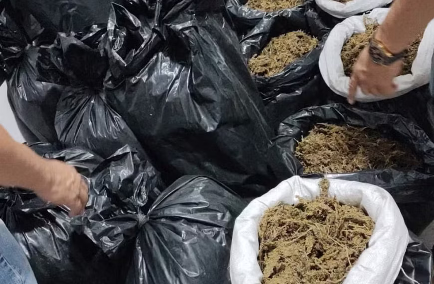 FORÇA-TAREFA APREENDE CERCA DE 180 QUILOS DE SKUNK EM SÃO FRANCISCO DO GUAPORÉ